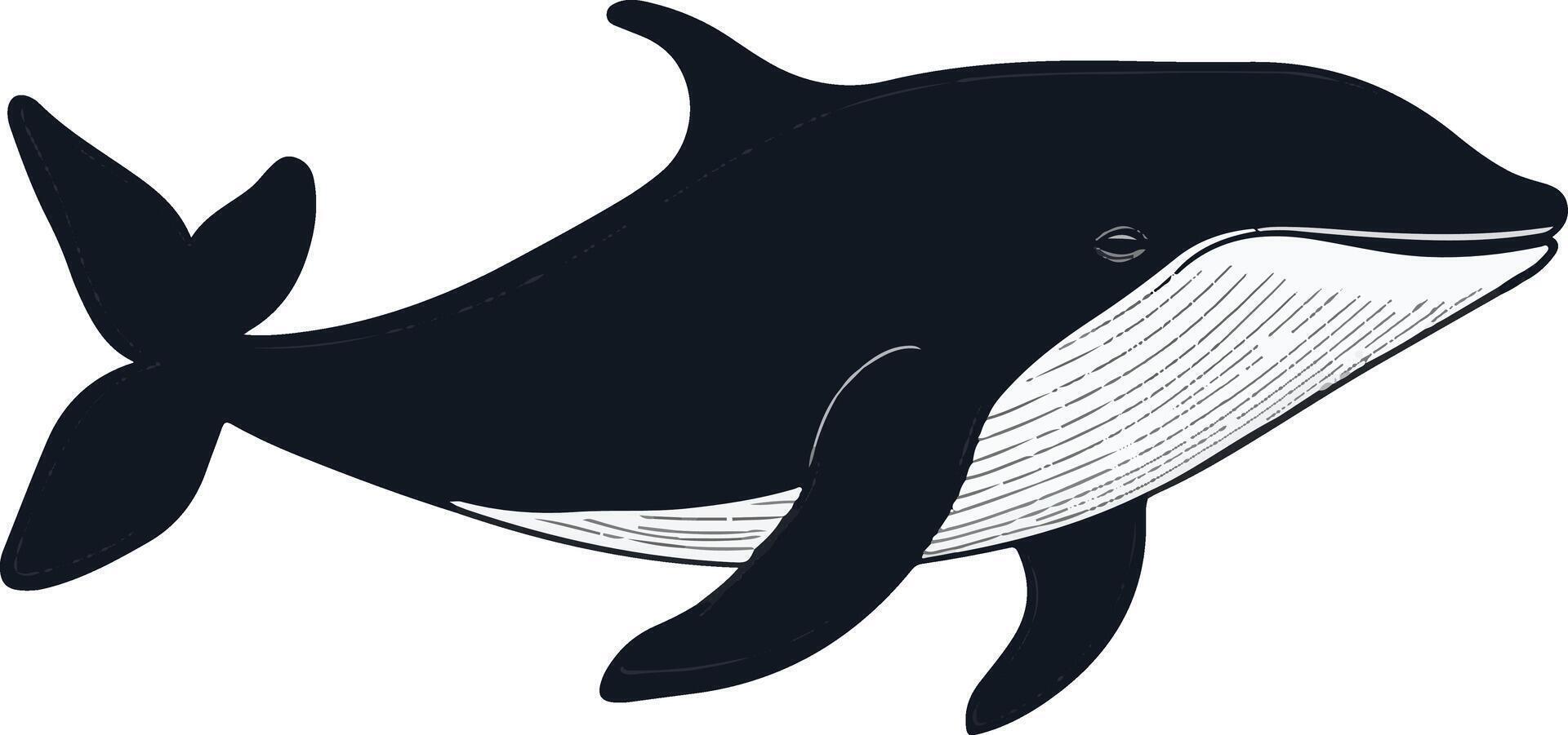 cute simple right whale clipart vector