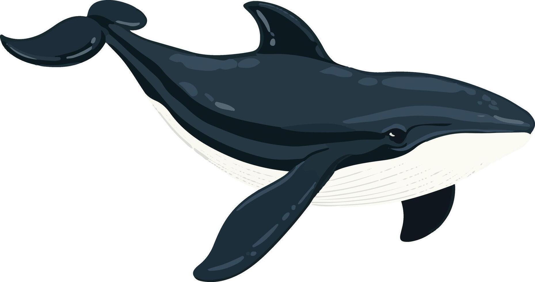 lovely cute simple right whale clipart vector