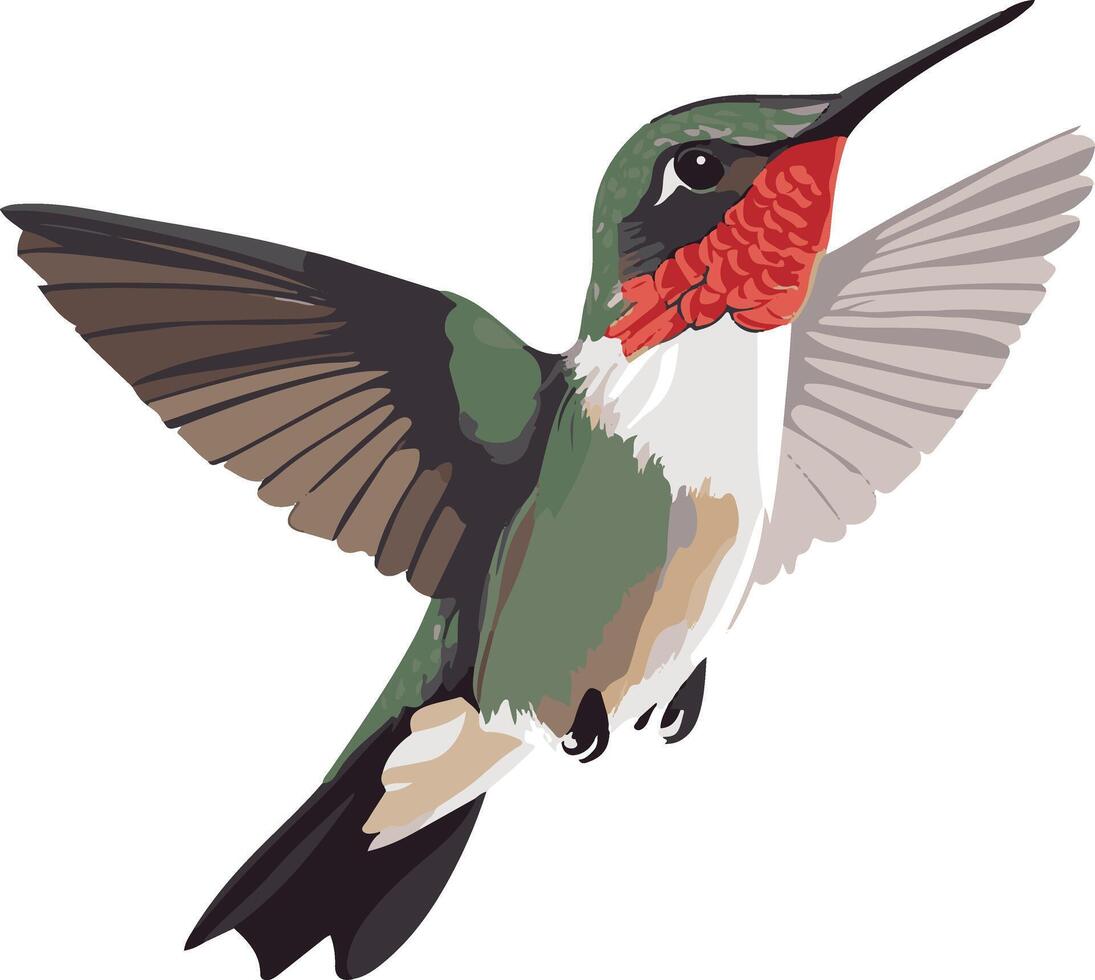 lovely cute simple ruby throated hummingbird clipart vector