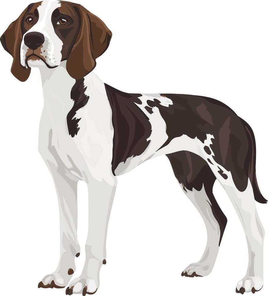cute simple Small Munsterlander Pointer clipart vector