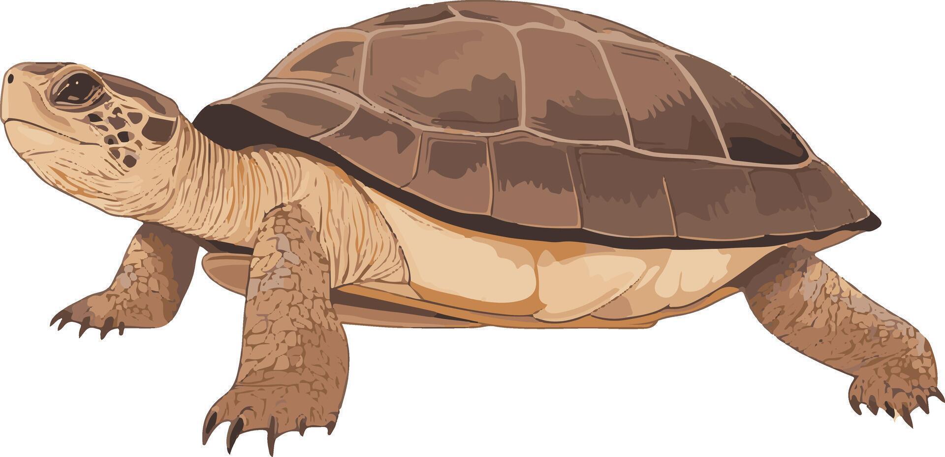 adorable cute simple snapping turtle clipart vector