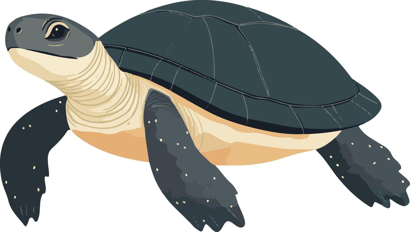 cute simple softshell turtle clipart vector