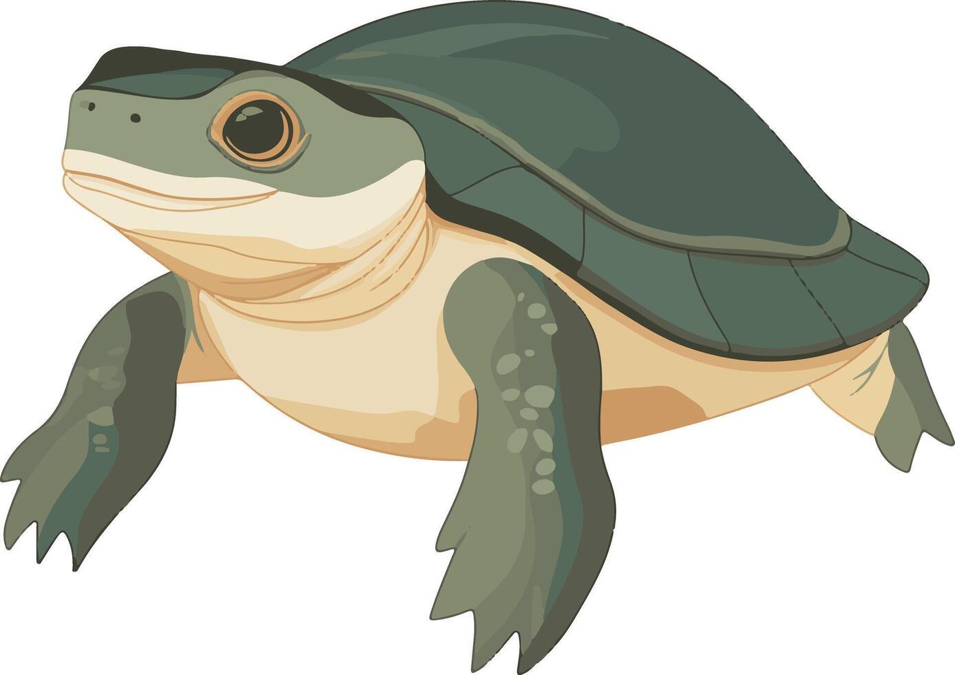 adorable cute simple softshell turtle clipart vector
