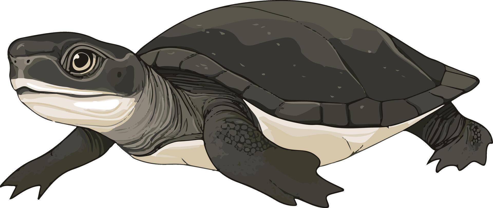 lovely cute simple softshell turtle clipart vector