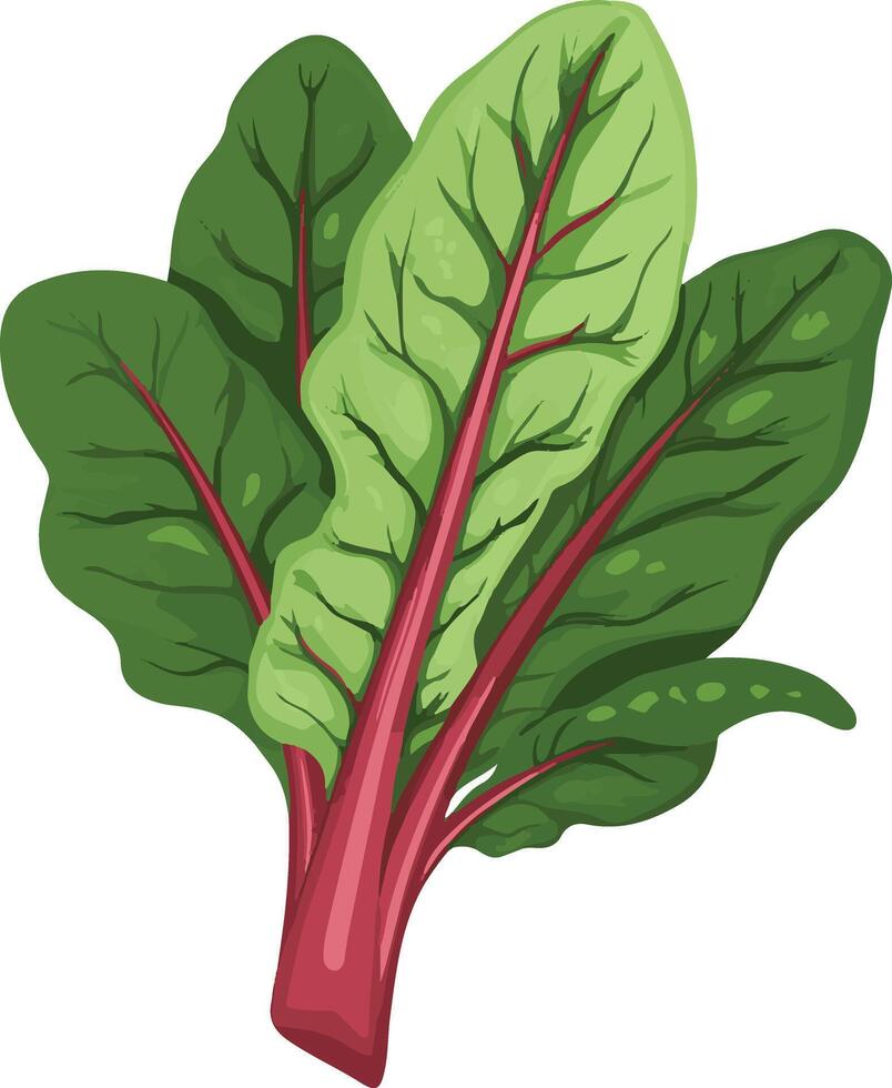 lovely cute simple Swiss chard clipart vector