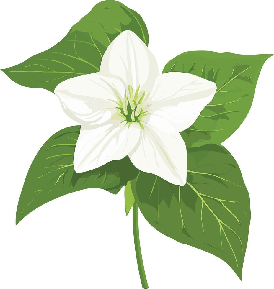 cute simple trillium clipart vector