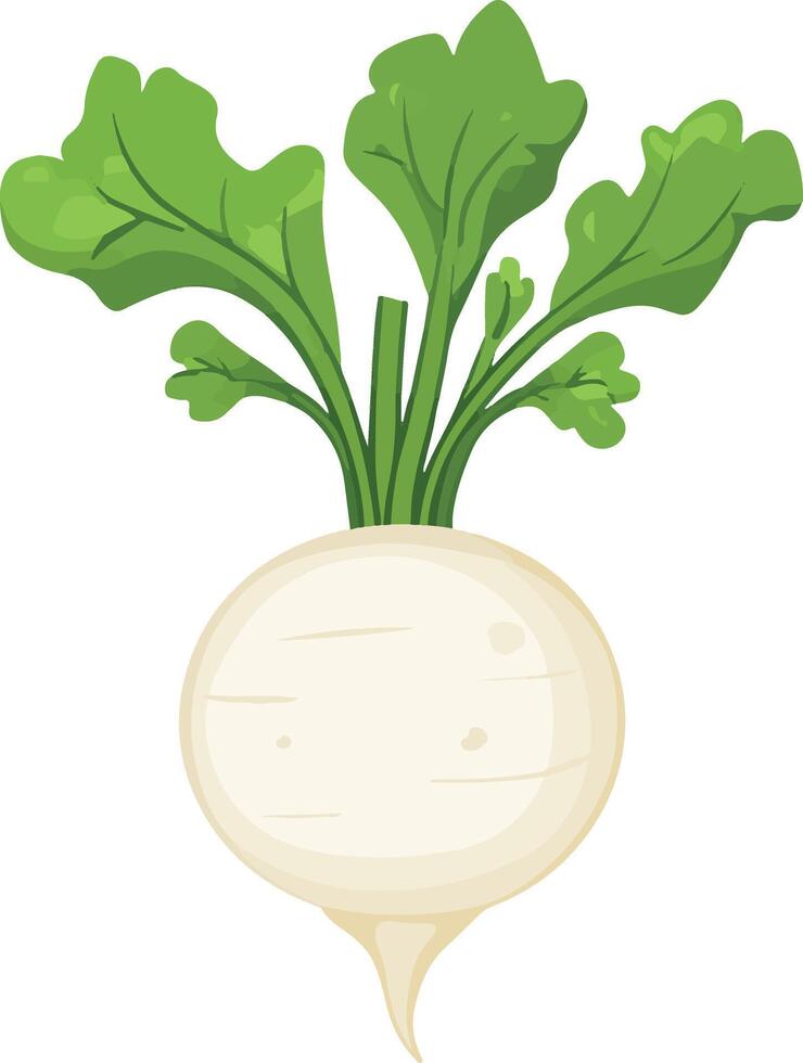cute simple turnip clipart vector