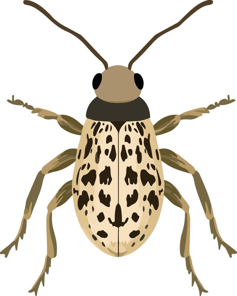 cute simple weevil clipart vector