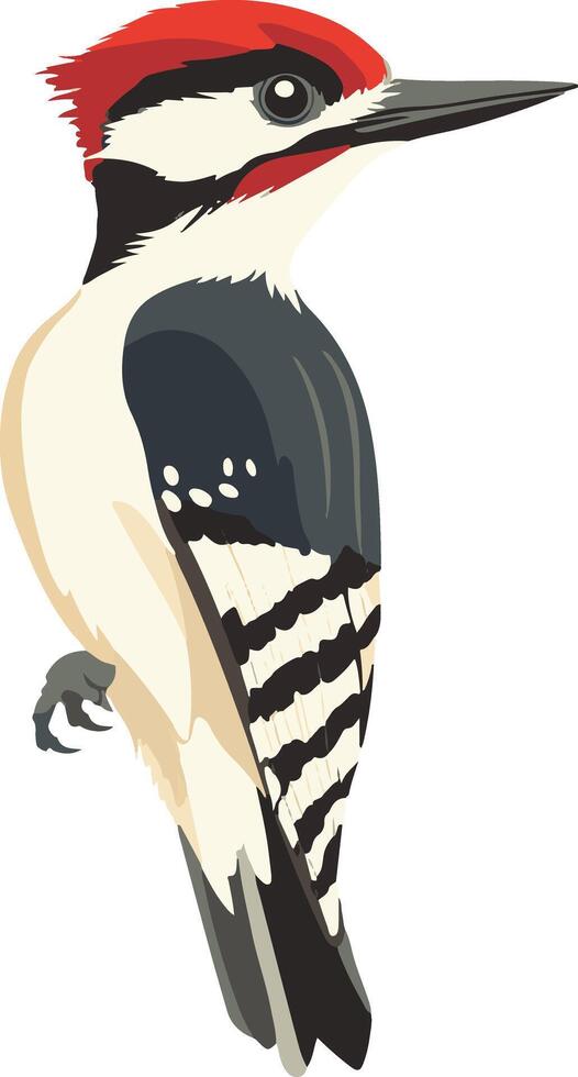 cute simple woodpecker clipart vector