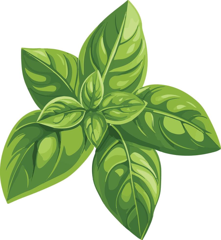 cute simple basil clipart vector