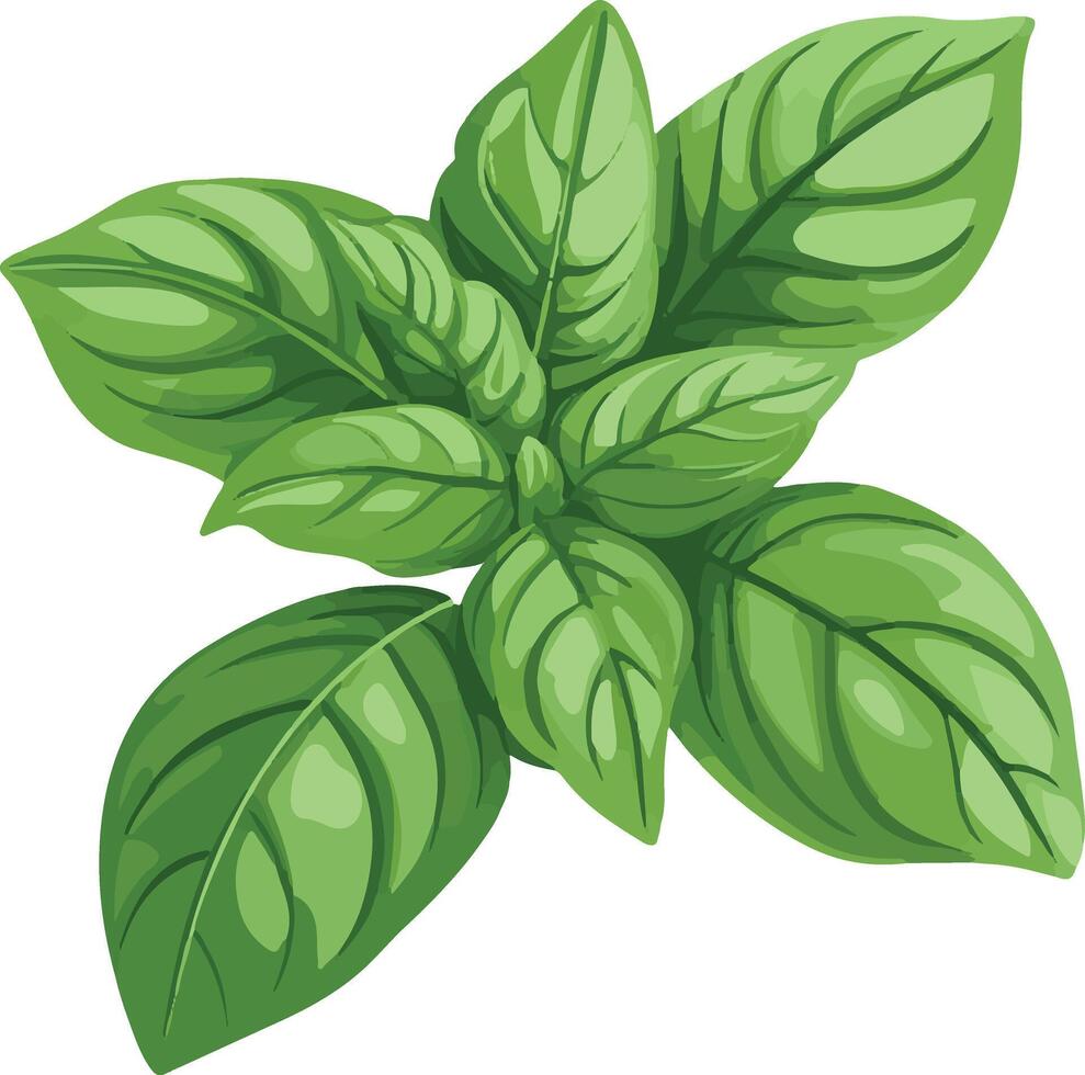 adorable cute simple basil clipart vector