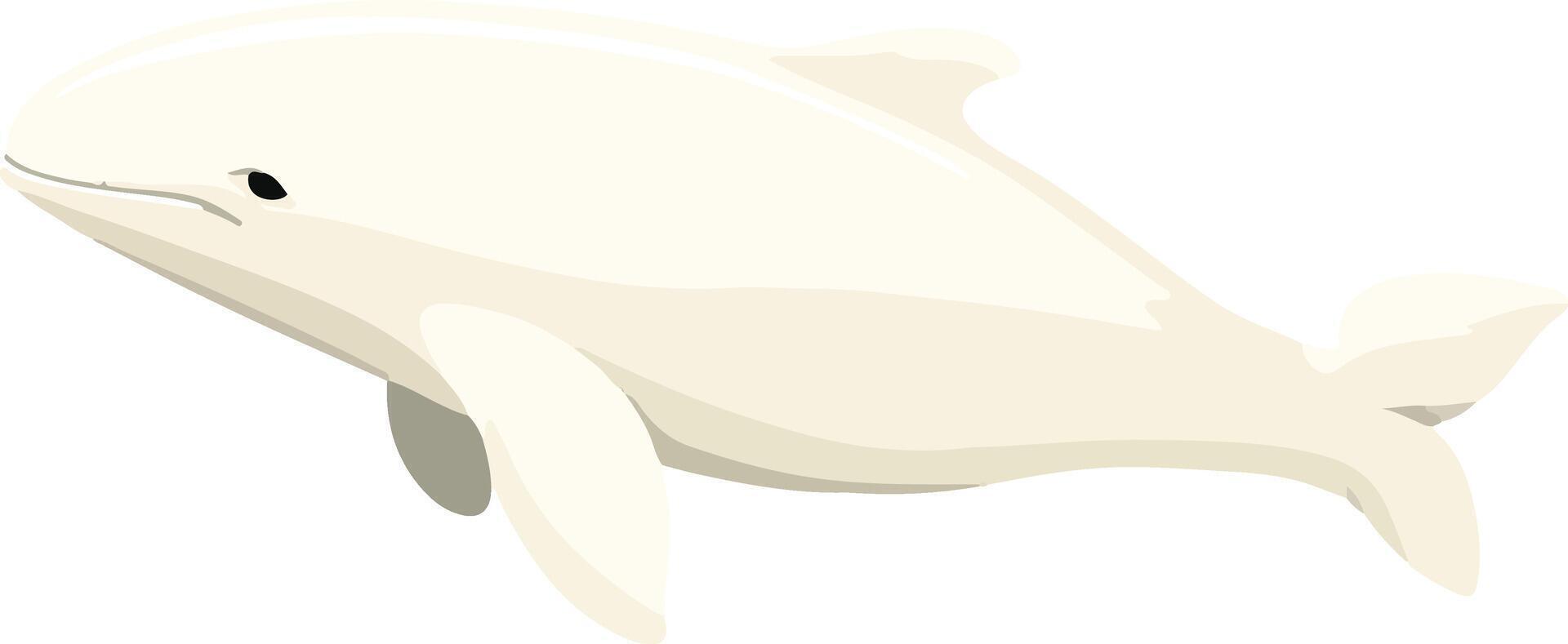 cute simple beluga whale clipart vector