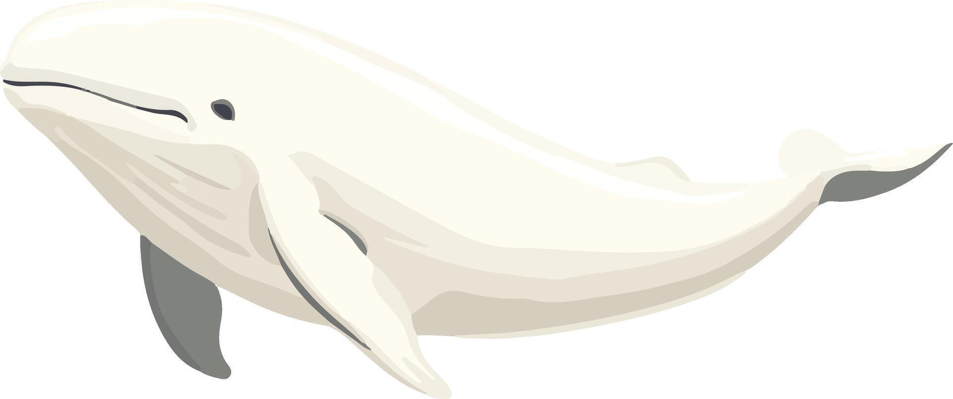 lovely cute simple beluga whale clipart vector