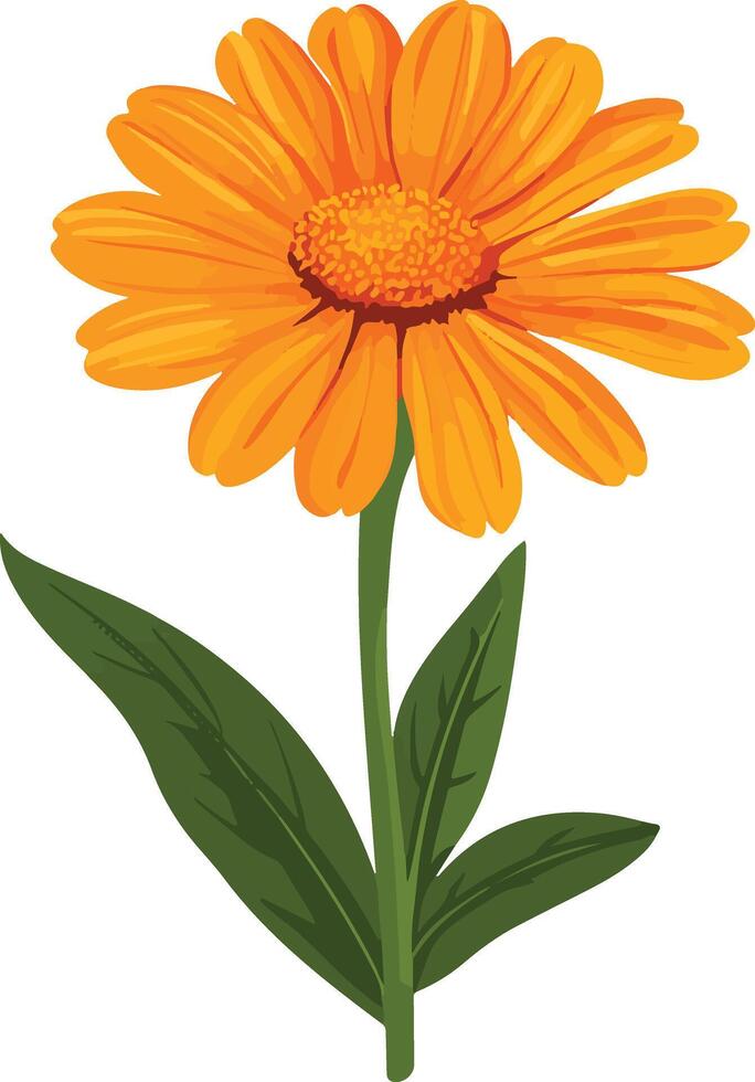 cute simple calendula clipart vector