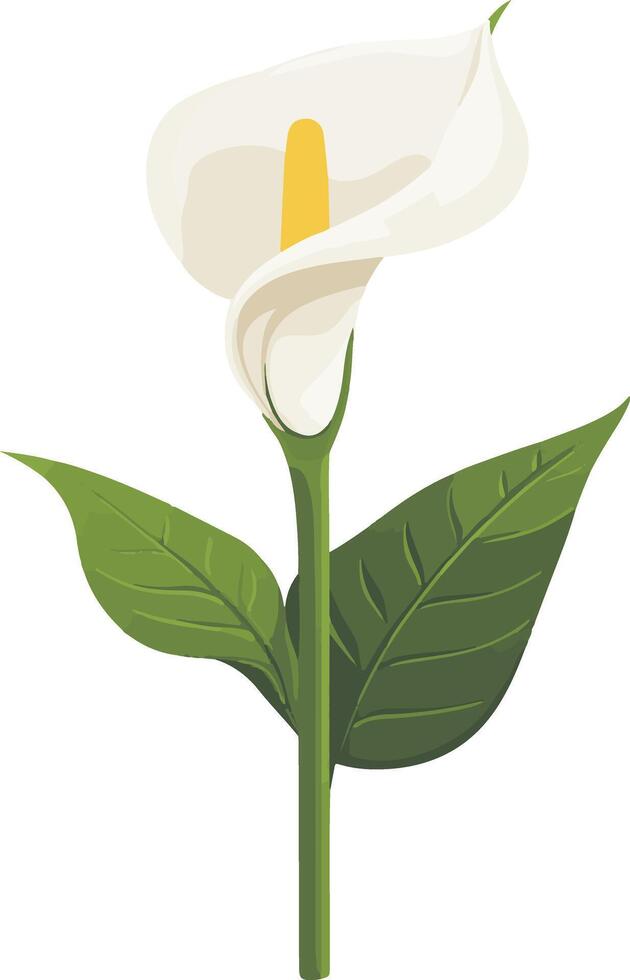 cute simple calla lily clipart vector