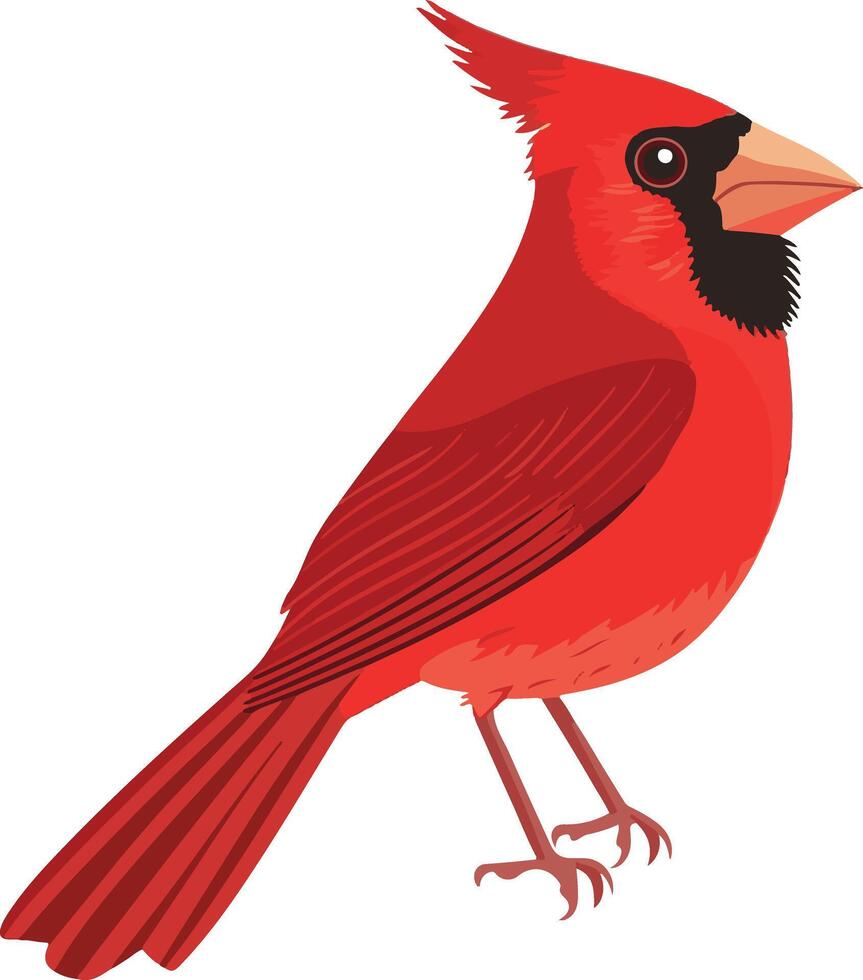 adorable cute simple cardinal clipart vector