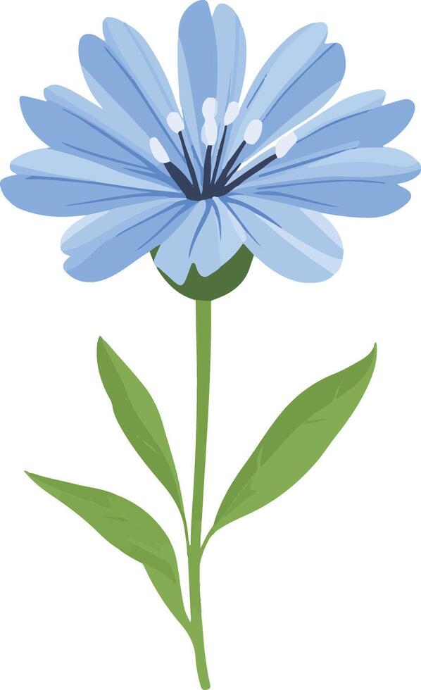 cute simple chicory clipart vector