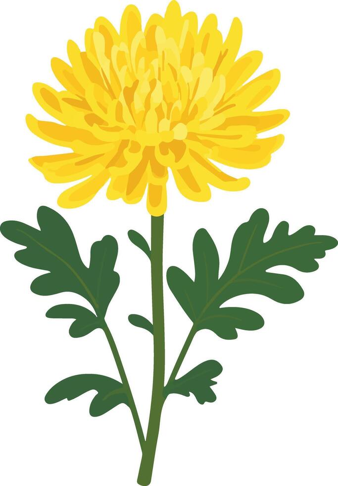 cute simple chrysanthemum clipart vector