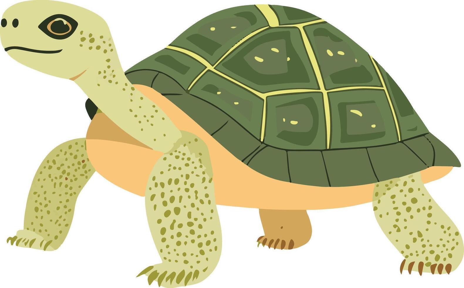 cute simple desert tortoise clipart vector