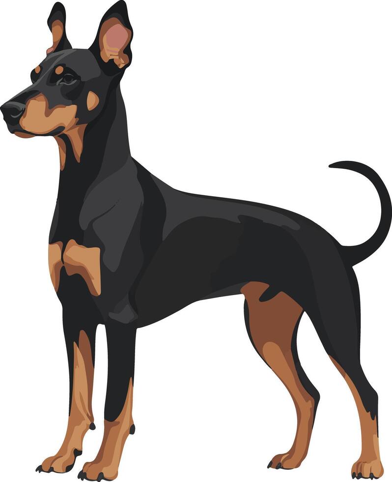 adorable cute simple Doberman Pinscher clipart vector