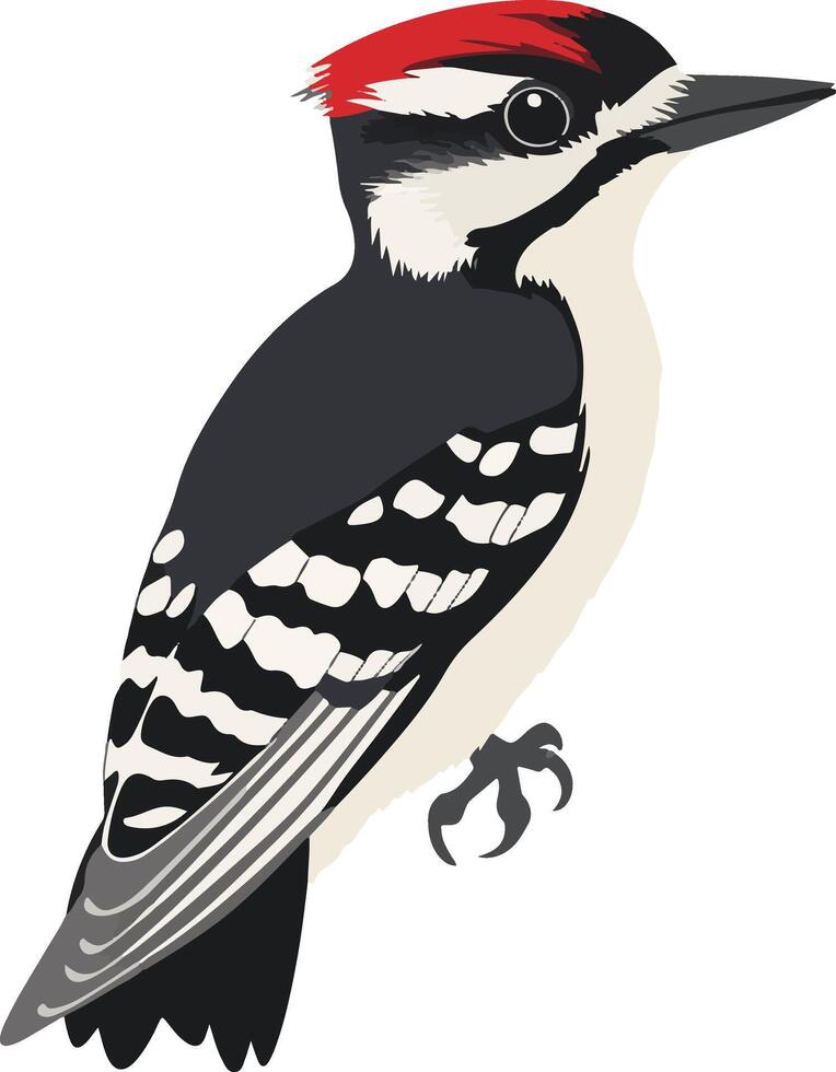 cute simple downy woodpecker clipart vector