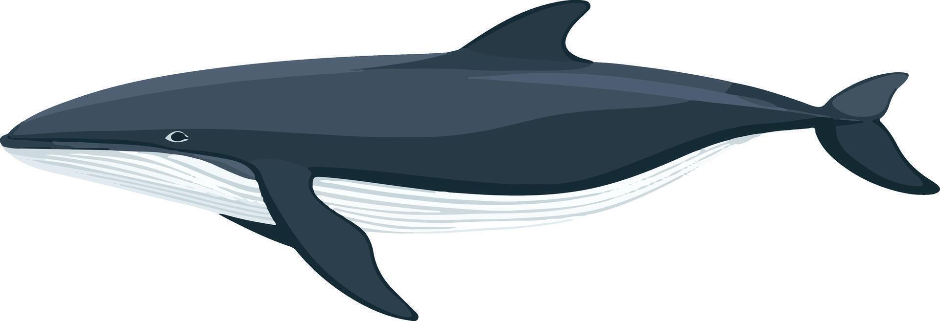 cute simple fin whale clipart vector