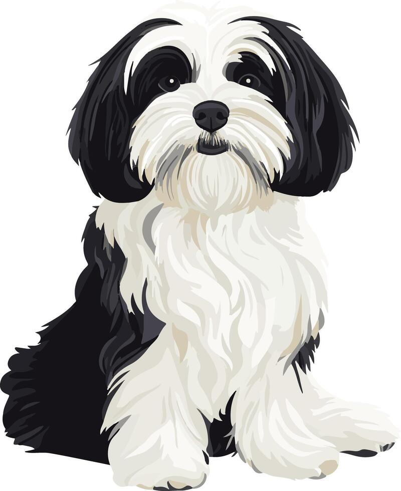 cute simple Havanese clipart vector