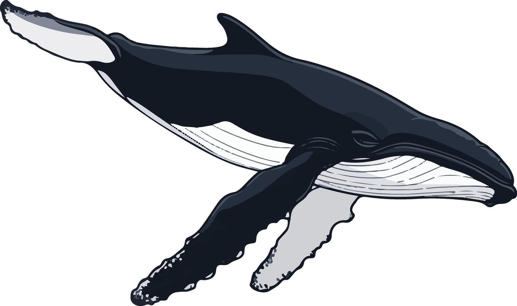 cute simple humpback whale clipart vector