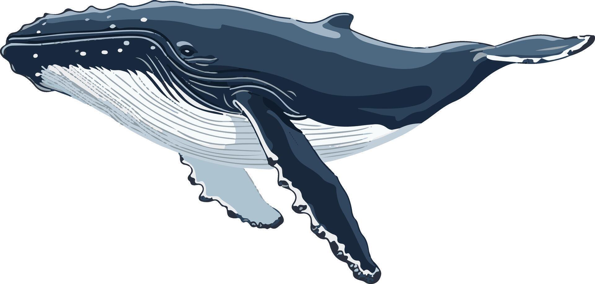 adorable cute simple humpback whale clipart vector