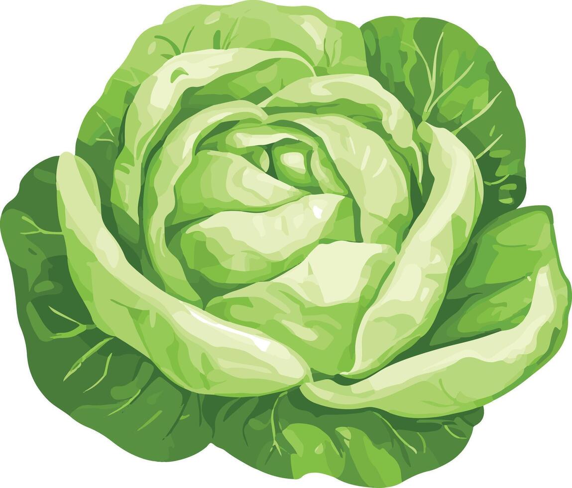 adorable cute simple iceberg lettuce clipart vector