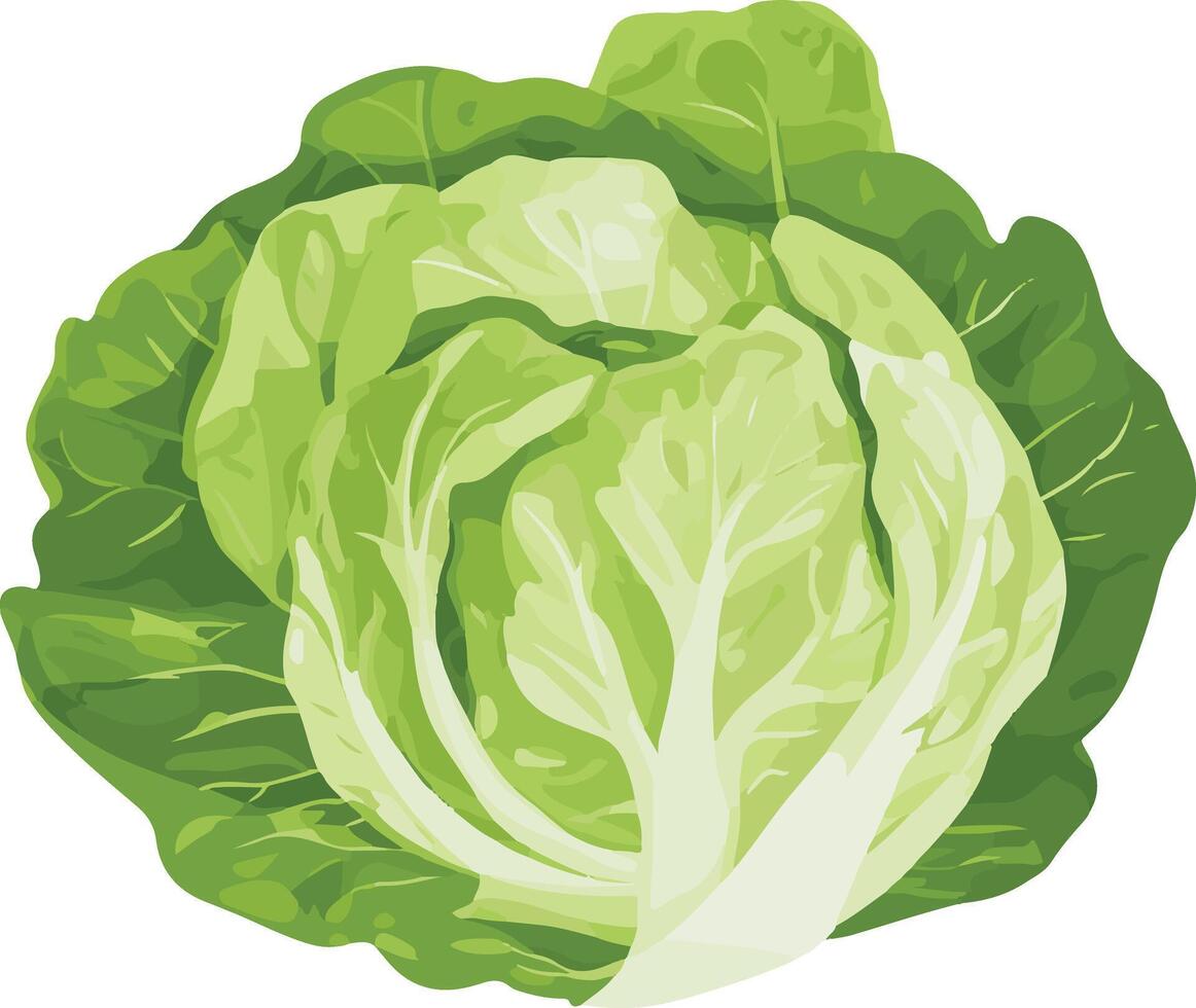 lovely cute simple iceberg lettuce clipart vector