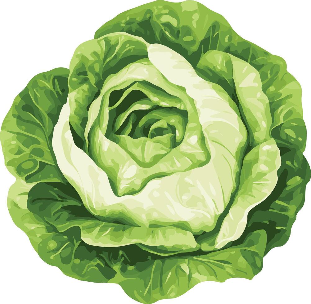 sweet cute simple iceberg lettuce clipart vector