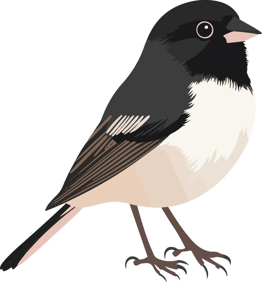 adorable cute simple junco clipart vector