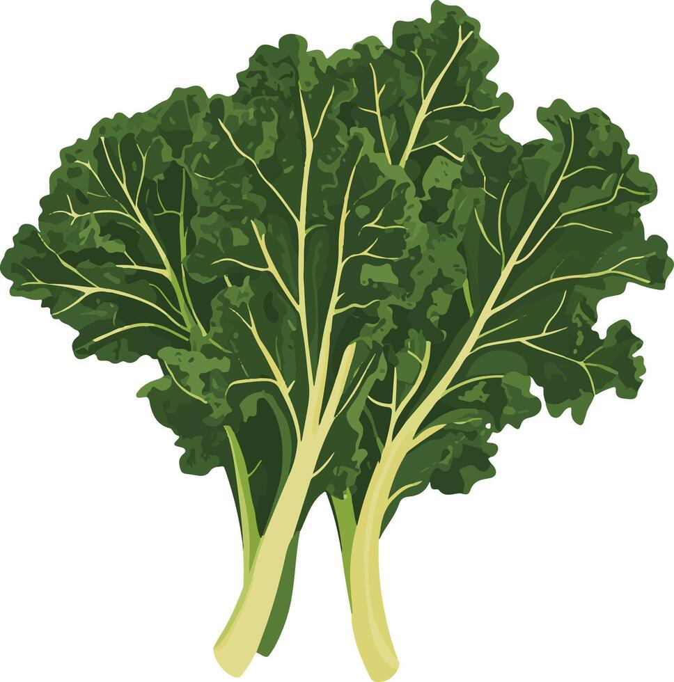 cute simple kale clipart vector