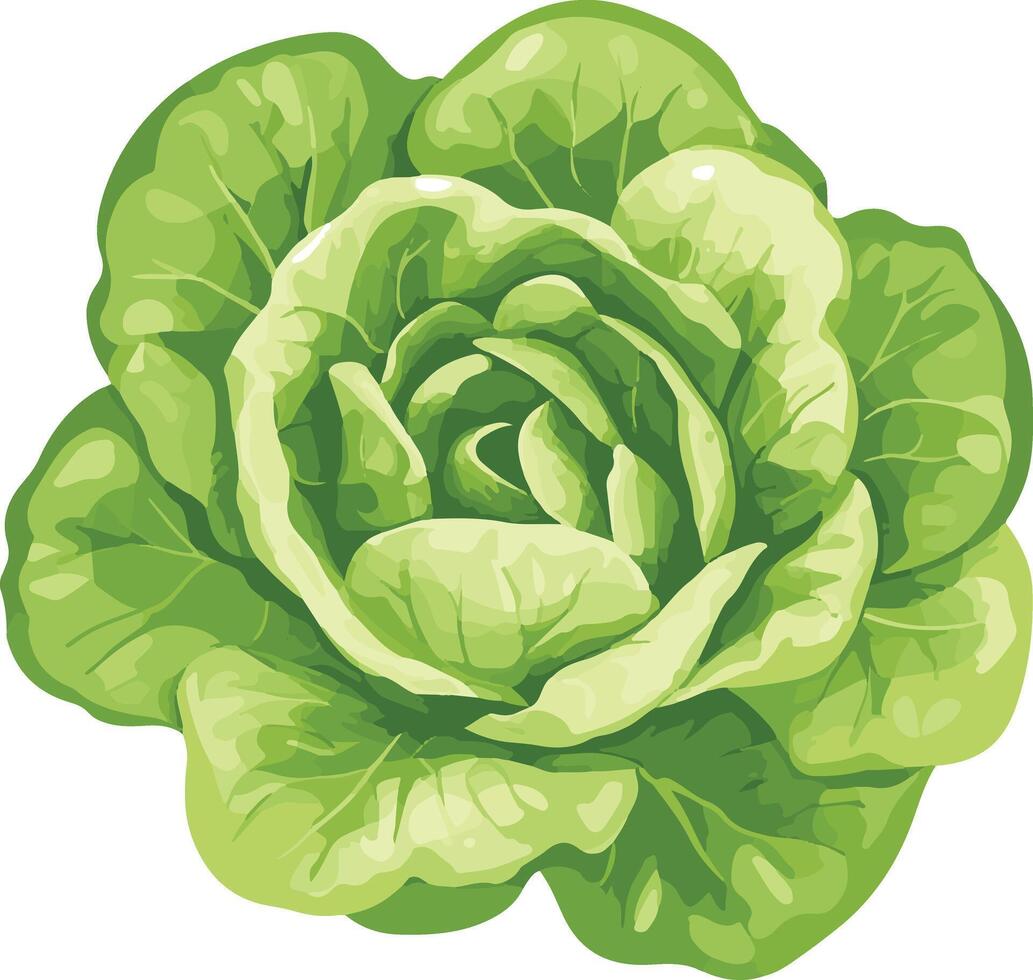 lovely cute simple lettuce clipart vector