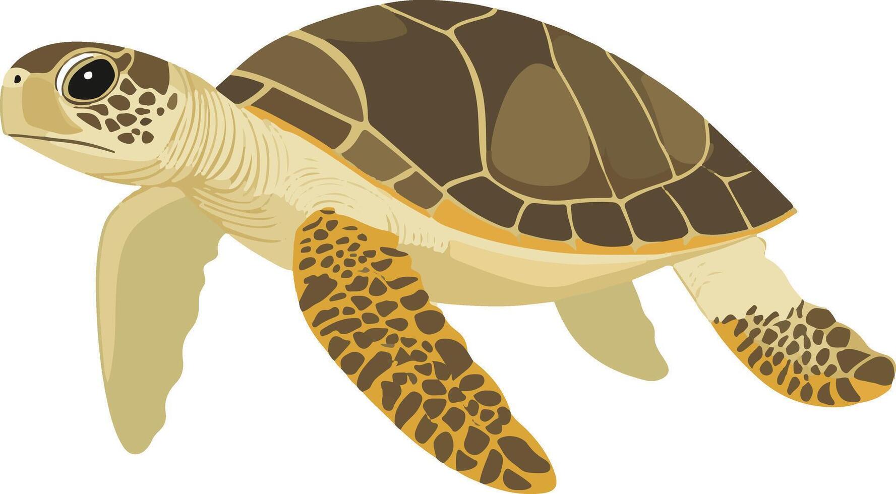 sweet cute simple loggerhead turtle clipart vector