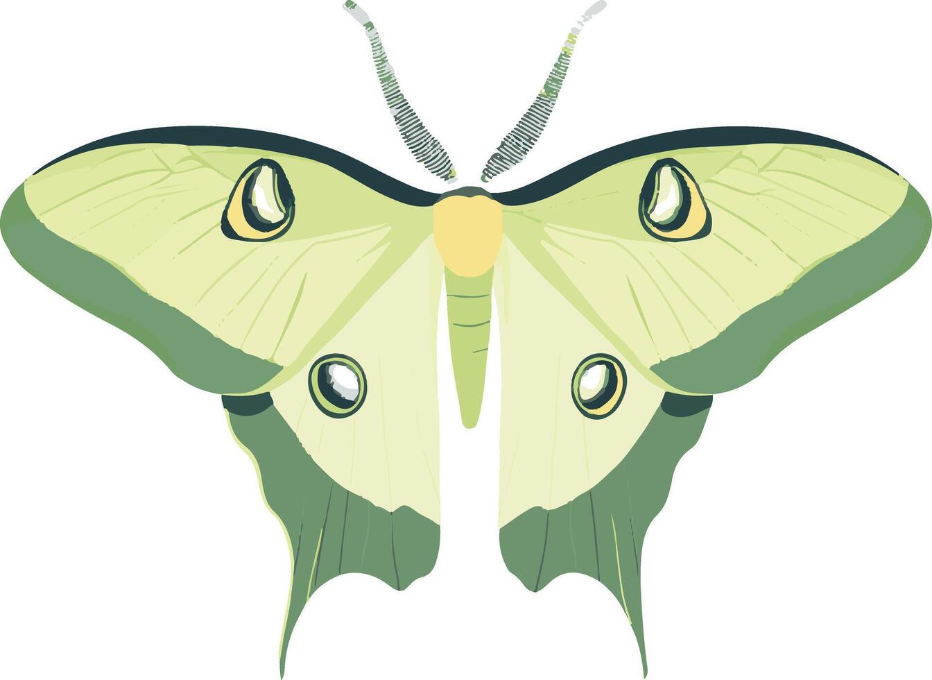 cute simple luna moth clipart vector