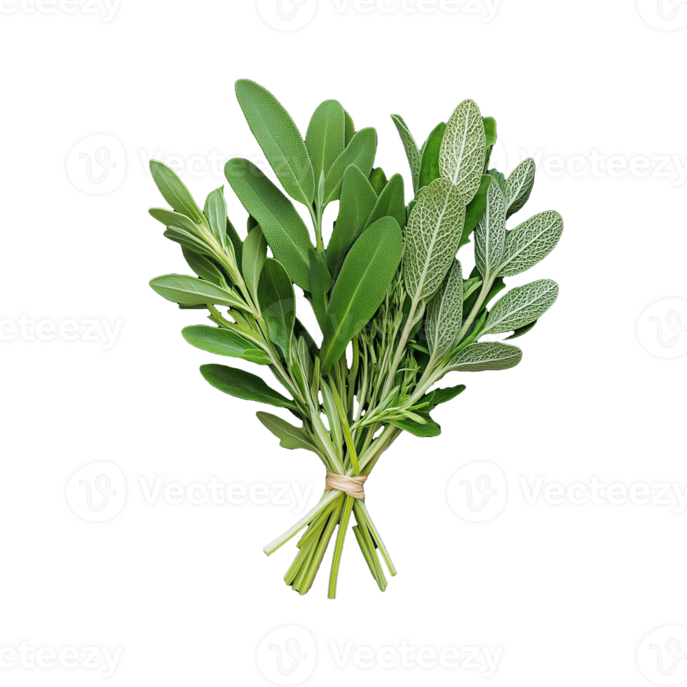 Assortment of fresh green herbs in a bunch, isolated on transparent background png