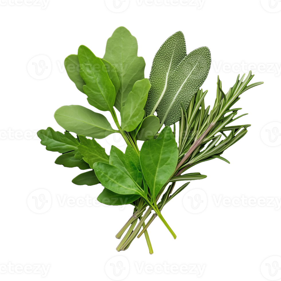 Fresh herb bunch with green leaves, isolated on transparent background png