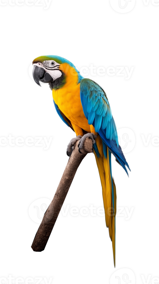 Beautiful blue-and-yellow macaw parrot perched on branch, isolated on transparent background png