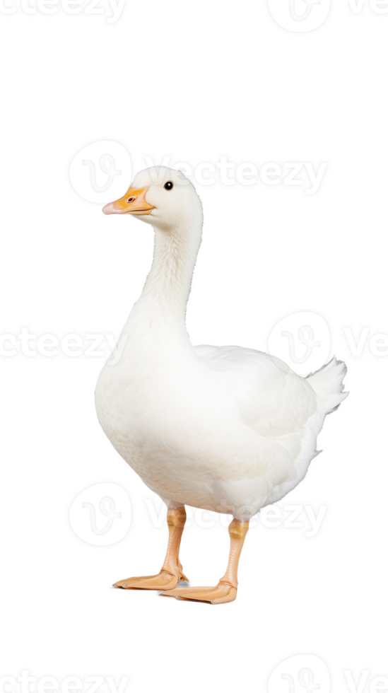 White goose standing with relaxed posture, isolated on a transparent background png