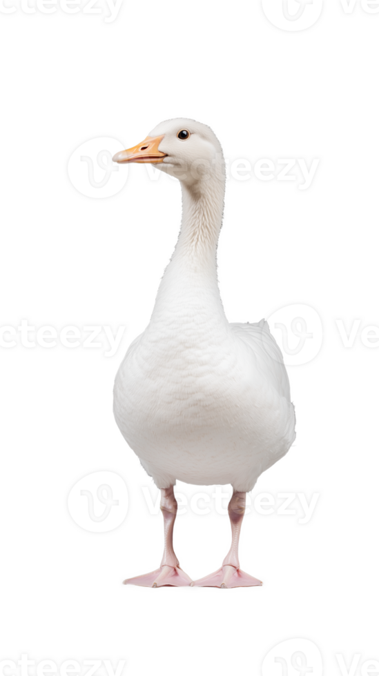 Goose with upright stance, white feathers and pink feet, isolated on a transparent background png
