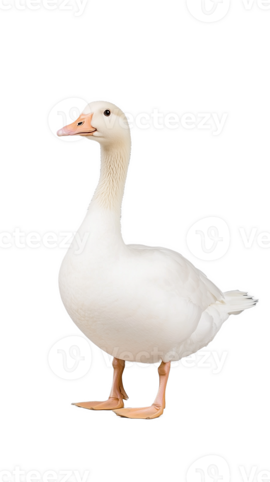 White goose with attentive stance, isolated on a transparent background png