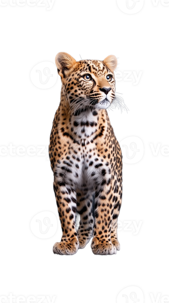 Young leopard standing alert, isolated on a transparent background png