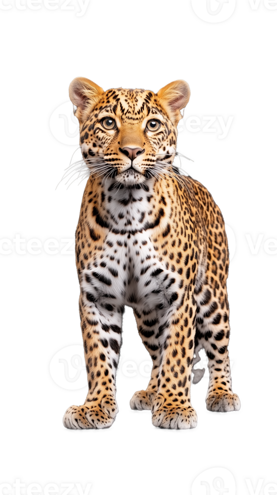 Leopard cub with curious expression, spotted fur pattern, isolated on a transparent background png