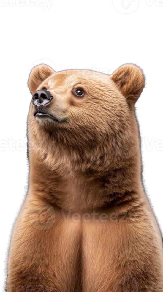 Close-up portrait of a brown bear looking to the side, isolated on a transparent background png