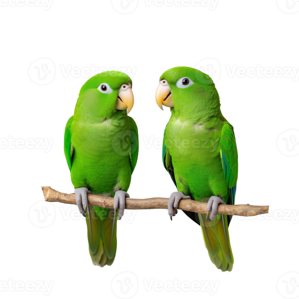 Green parakeet couple sitting closely on a branch, isolated on a transparent background png