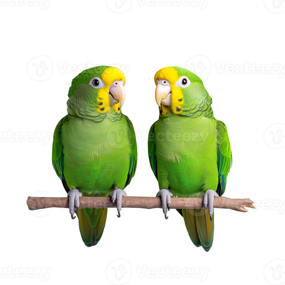Two green Amazon parrots with yellow markings perched together, isolated on a transparent background png