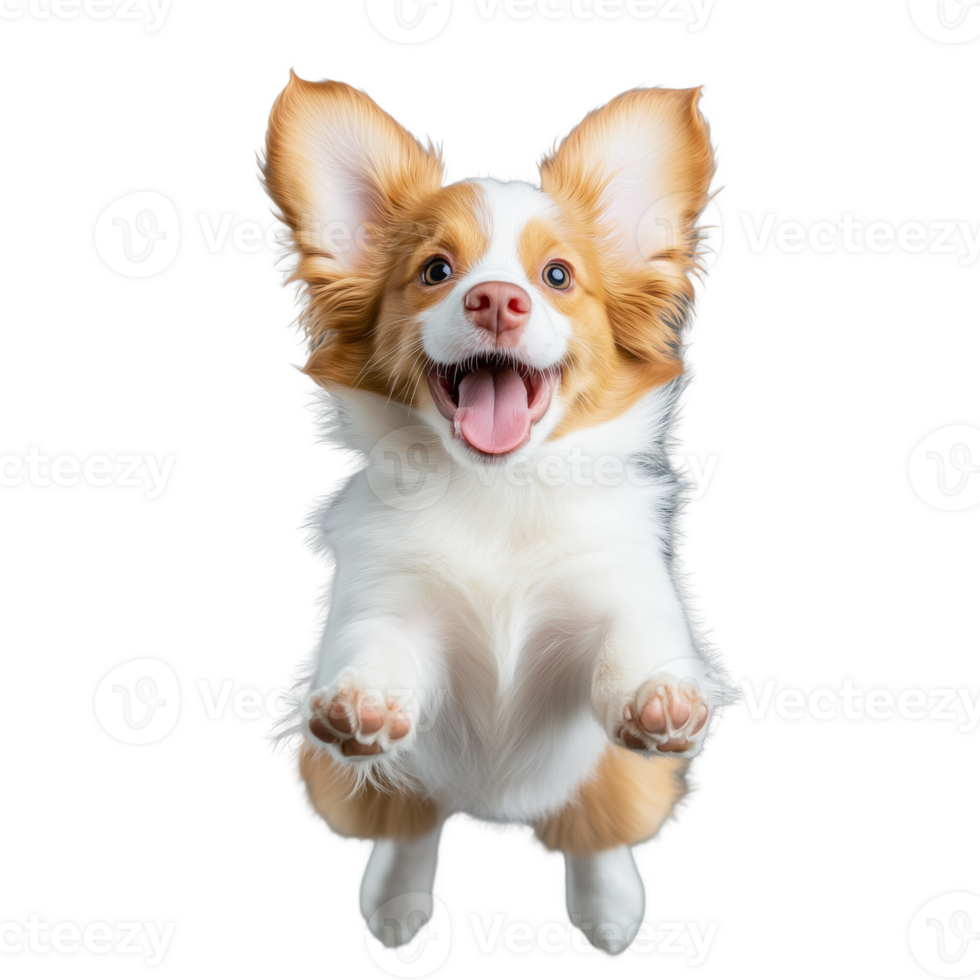 Happy small dog with perked ears and joyful expression, jumping playfully, isolated on a transparent background png