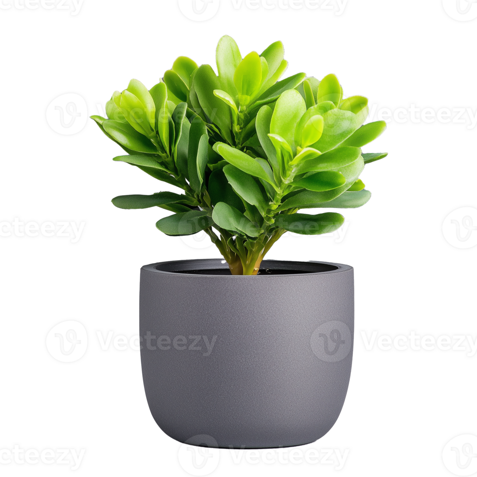 Green leafy plant in minimalist gray pot on transparent background png